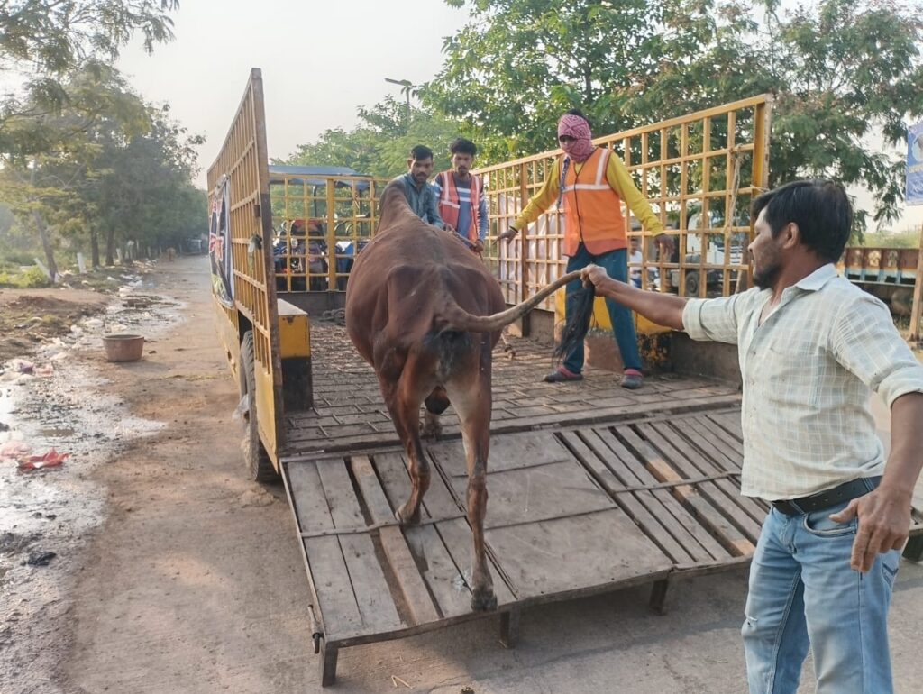नगर निगम की कार्रवाई, सन सिटी और कंचन बाग से पकड़े गए 7 मवेशी