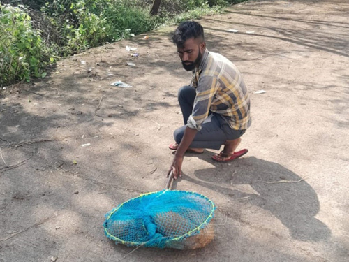 नगर निगम ने चलाया बधियाकरण अभियान, 5 माह में 800 आवारा कुत्तों का किया बधियाकरण