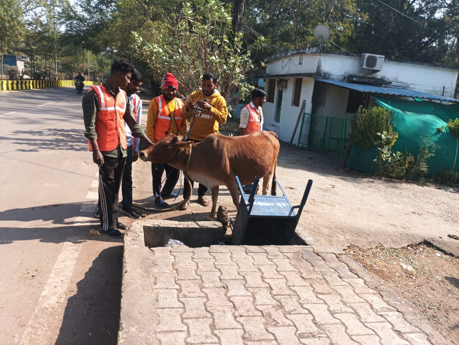 नगर निगम ने चलाया मवेशी धर-पकड़ अभियान, दो दिन में 14 मवेशी पकड़े