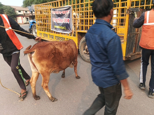 मवेशी धर-पकड़ अभियान में 7 मवेशी पकड़े, काजी हाउस में 6 मवेशियों की हुई नीलामी