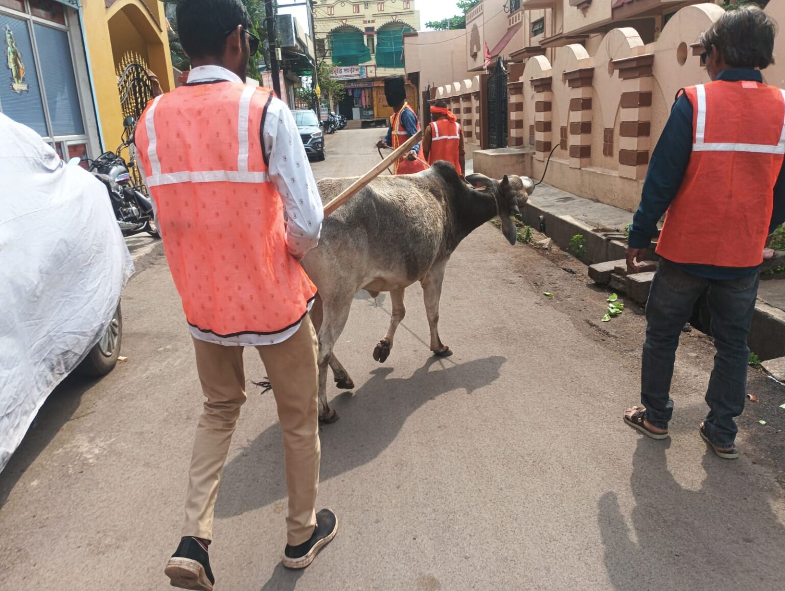 मवेशी धर-पकड़ अभियान, निगम की टीम ने पकड़े 6 मवेशी