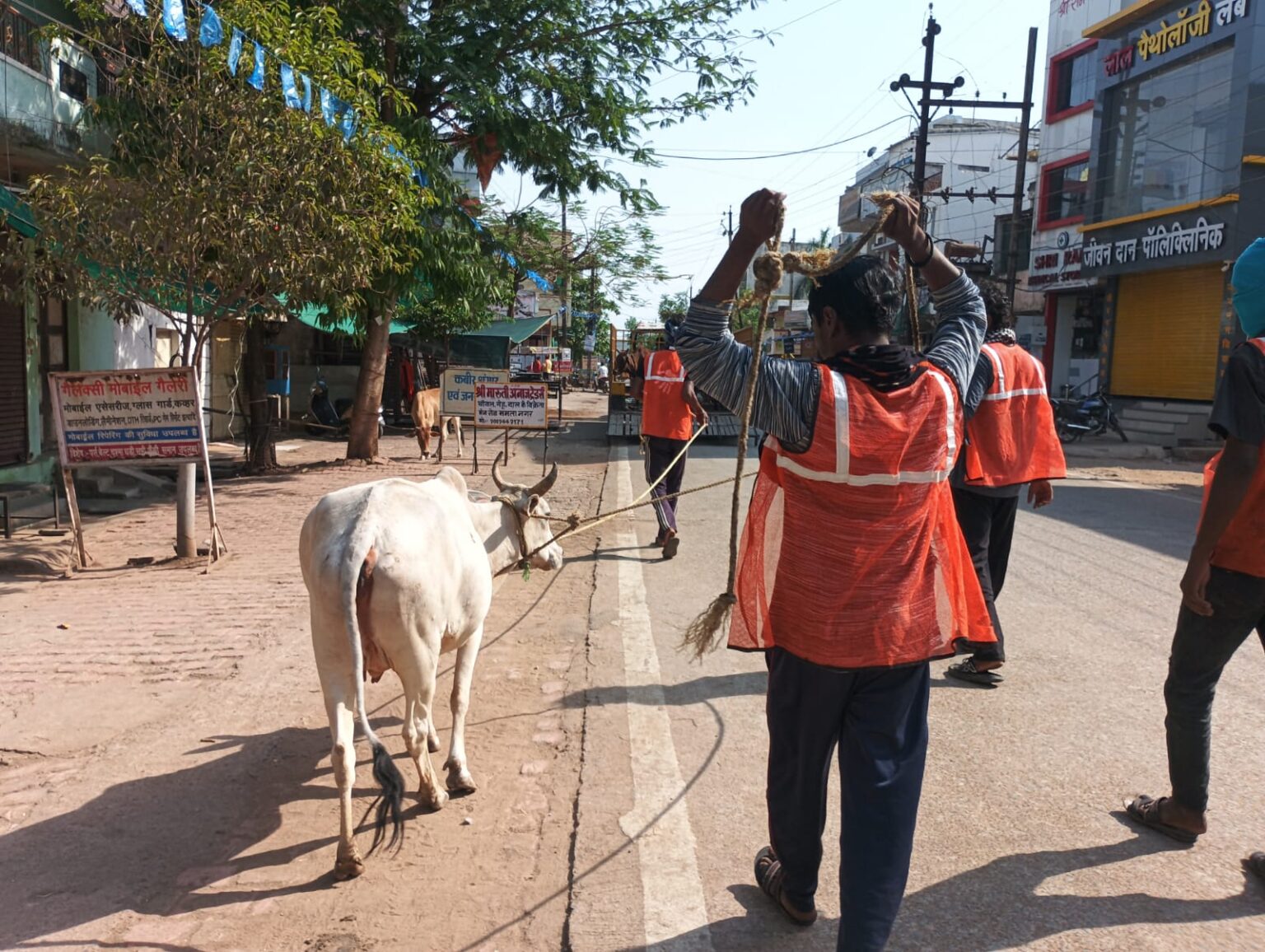 सड़कों पर डेरा डाले मवेशियों पर निगम की सख्ती, दो दिनों में 12 जानवर पकड़े गए